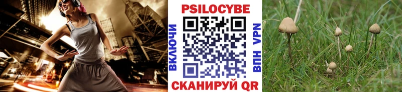 где купить наркоту  Оха  Галлюциногенные грибы Psilocybe 